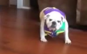 Bulldog Vs Life Vest