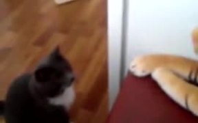 Cat Hates The Tiger Stuffed Animal - Animals - VIDEOTIME.COM