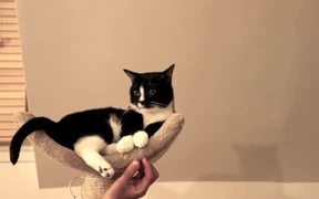 Maca Chats - Animals - VIDEOTIME.COM