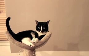 Maca Chats - Animals - VIDEOTIME.COM