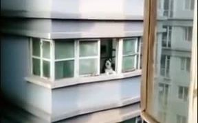 Neighbours Husky - Animals - VIDEOTIME.COM