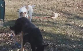Dog On A Tight Leash