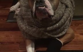 Wilson The Bulldog Plays Dressup - Animals - VIDEOTIME.COM