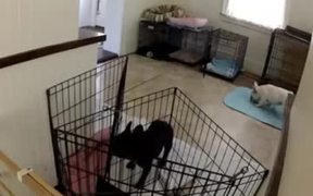 French Bulldog Escapes From Kitchen