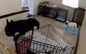 French Bulldog Escapes From Kitchen - Animals - VIDEOTIME.COM