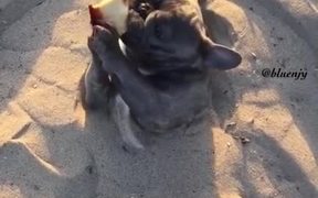 Dog Enjoying Some Time In The Sand - Animals - VIDEOTIME.COM