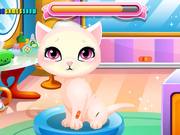 Stray Kitty Care Walkthrough - Games - Y8.COM