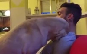 Dog Apologizes - Animals - VIDEOTIME.COM
