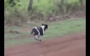 Worlds Luckiest Dog - Animals - VIDEOTIME.COM