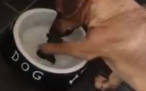 Dog Really Wants That Bone - Animals - VIDEOTIME.COM