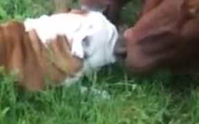 Bulldog Meeting Some Cows - Animals - VIDEOTIME.COM