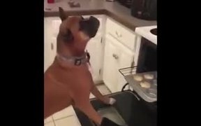 Boxer Dog Does Mannequin Challenge - Animals - VIDEOTIME.COM