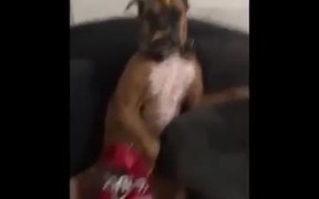 Boxer Dog Does Mannequin Challenge