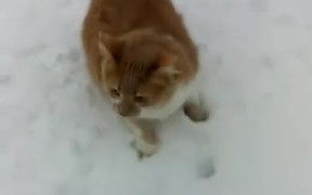 Dog Pushes Cats Face Into The Snow