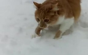 Dog Pushes Cats Face Into The Snow - Animals - VIDEOTIME.COM