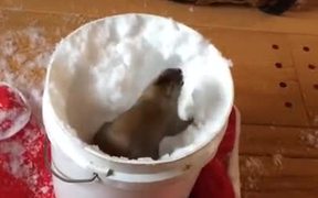Squirrel Plays With Snow