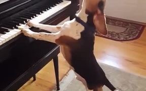 Beagle Playing Piano