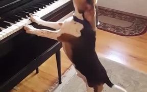 Beagle Playing Piano - Animals - VIDEOTIME.COM