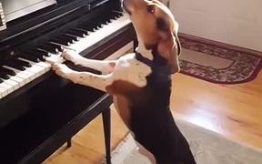 Beagle Playing Piano - Animals - VIDEOTIME.COM