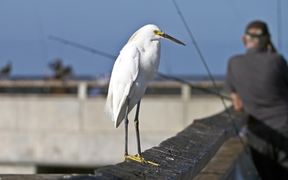 Snowy Egret on Fishing Pier - Animals - VIDEOTIME.COM