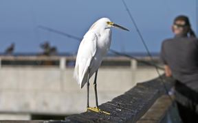 Snowy Egret on Fishing Pier