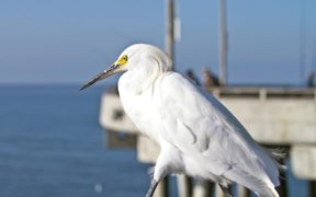 Snowy Egret Walking - Animals - VIDEOTIME.COM