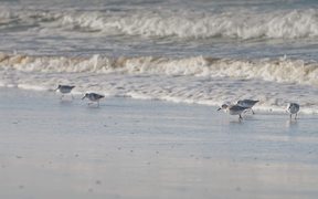 Sanderlings Running on a Beach