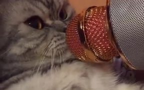 Cat In Mic - Animals - VIDEOTIME.COM