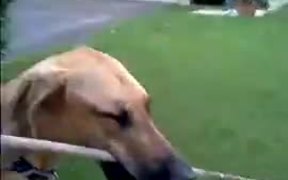 Big Stick Does Not Stop This Great Dane - Animals - VIDEOTIME.COM