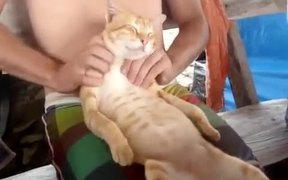 Owner Pleases The Cat With Massage