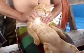 Owner Pleases The Cat With Massage