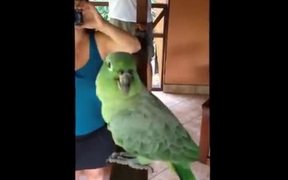 The Laughing Parrot