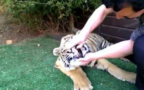Brave Man Turns Dentist For Jungle King - Animals - VIDEOTIME.COM