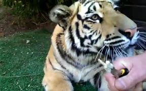 Brave Man Turns Dentist For Jungle King - Animals - VIDEOTIME.COM