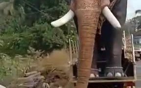 Too Big To Be An Elephant Or An Actual Giant - Animals - VIDEOTIME.COM