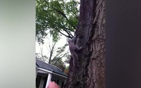 Squirrel Rescue - Animals - VIDEOTIME.COM