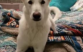 Dog Cannot Resist Singing - Animals - VIDEOTIME.COM