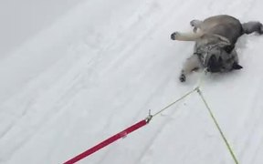 Walking the Lazy Dog - Animals - VIDEOTIME.COM