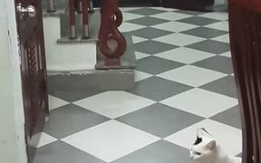 Cats are Smart