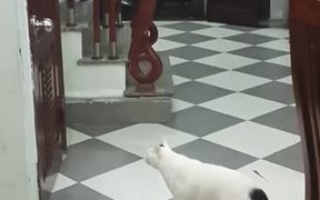 Cats are Smart