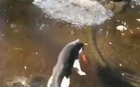 Kitty Running Hard - Animals - VIDEOTIME.COM