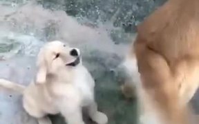 Puppy Playing With Doggo's Tail