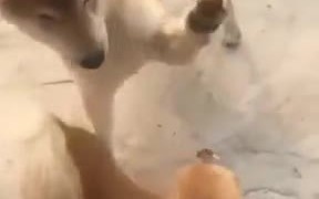 Small Doggo Showing His Fierce Side - Animals - VIDEOTIME.COM