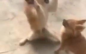 Small Doggo Showing His Fierce Side