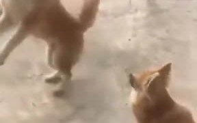 Small Doggo Showing His Fierce Side - Animals - VIDEOTIME.COM