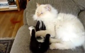 Kitten Playing With Sleeping Cat - Animals - VIDEOTIME.COM