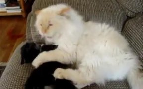 Kitten Playing With Sleeping Cat