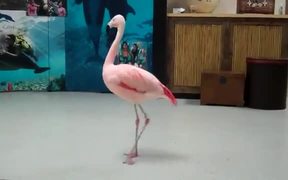 Pink Flamingo Robotic Dance Steps - Animals - VIDEOTIME.COM