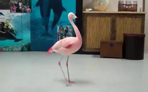 Pink Flamingo Robotic Dance Steps