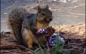 Squirrel Eating Sneakers